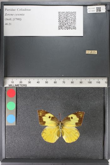Media type: image;   Entomology 119897